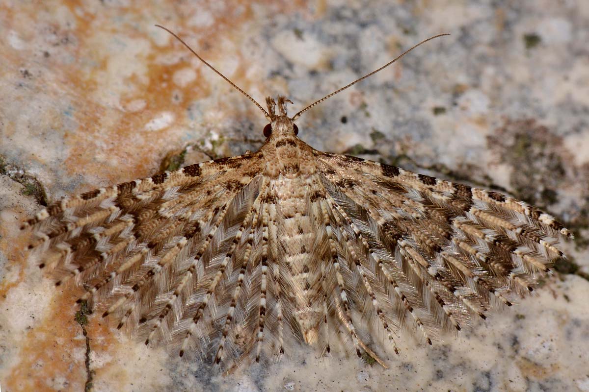 Alucitidae - Alucita huebneri? Sì